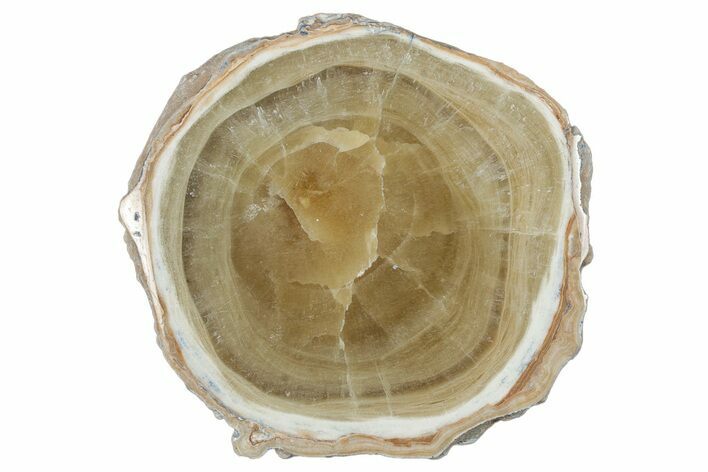 Polished Aragonite Stalactite Slice - Morocco #288613